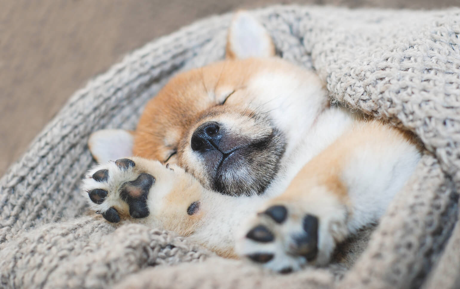 How To Help My Puppy With Crying At Night