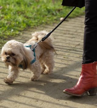 ADAPTIL Calm On-the-go Collar