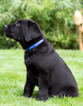 Adaptil junior 2025 collar reviews