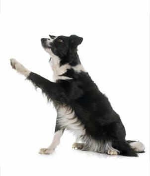 Adaptil shop dog spray