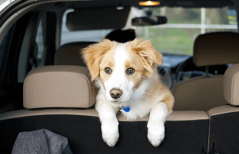 Viajar en coche con un cachorro