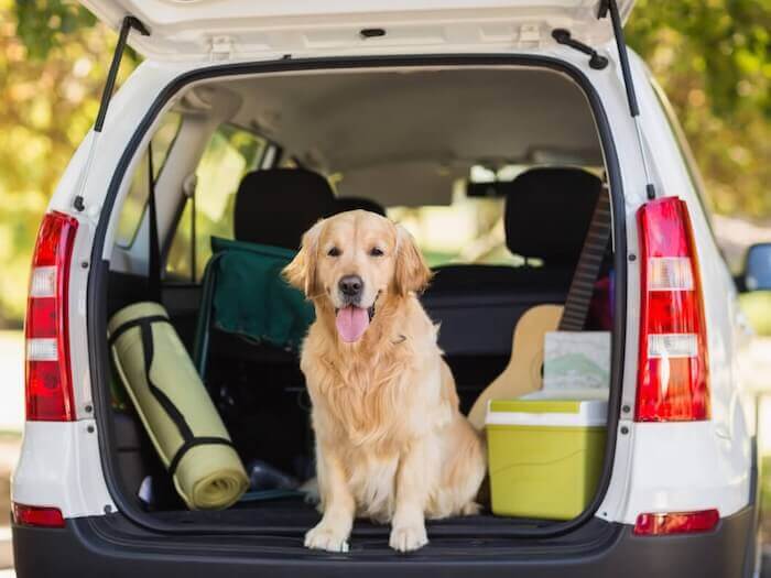 Transportez votre chien en voiture