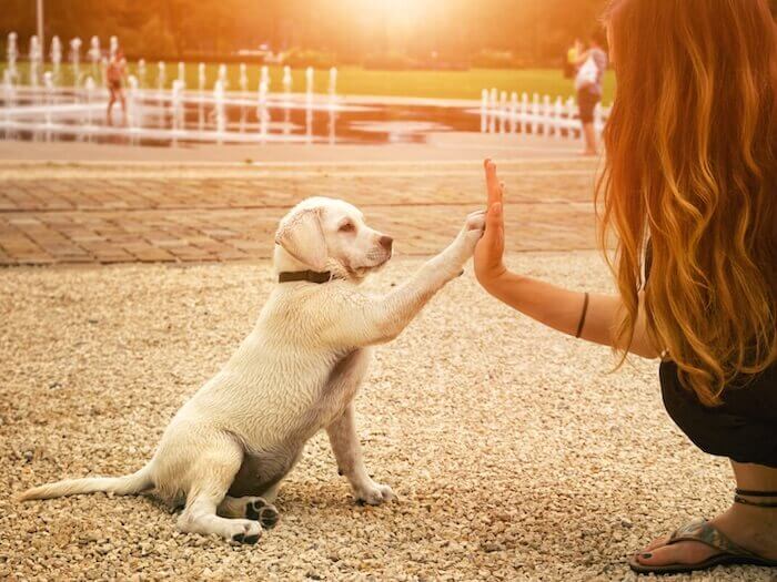 Como enseñar a un cachorro