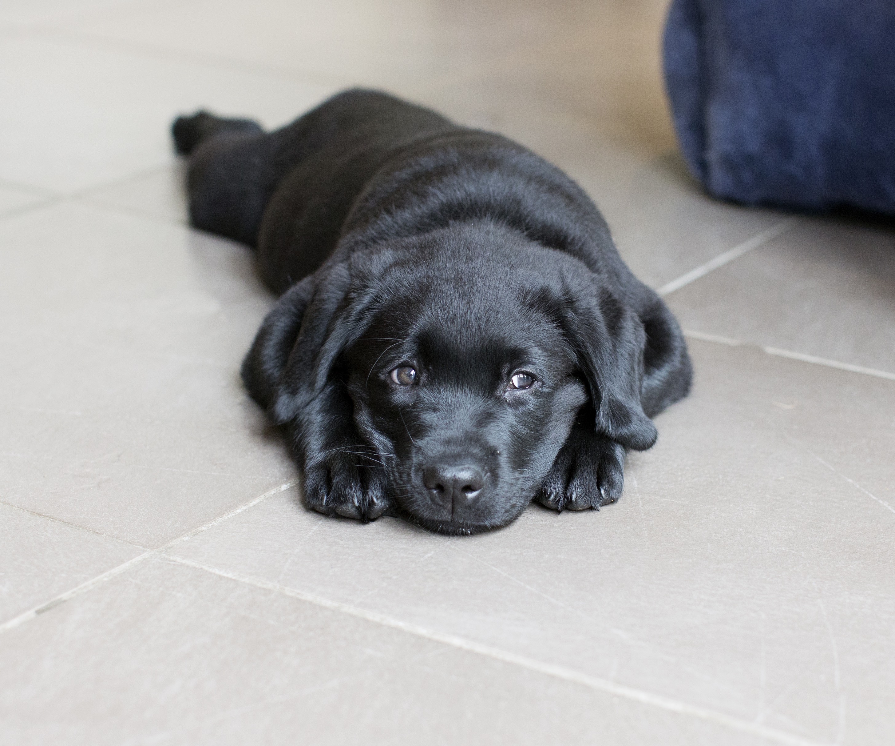 Can Dogs Stay Home Alone All Day