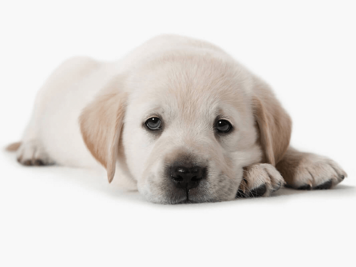 leaving puppy alone in crate for first time