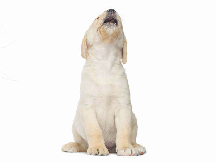 hacer mi cachorro no llore por noches
